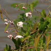 Oxystelma esculentum (L.f.) Sm.